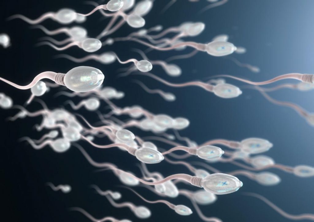 sperm_quality_and_fertility